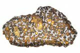 Polished Springwater Pallasite Meteorite ( g) Slice - Canada #301044-1